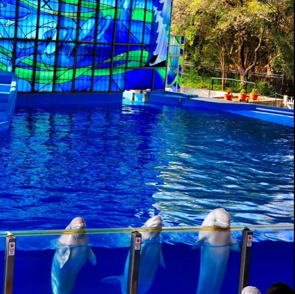 Meet your Posher, Luz